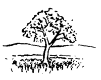 Uzrocnici_napada_astme_polen_021